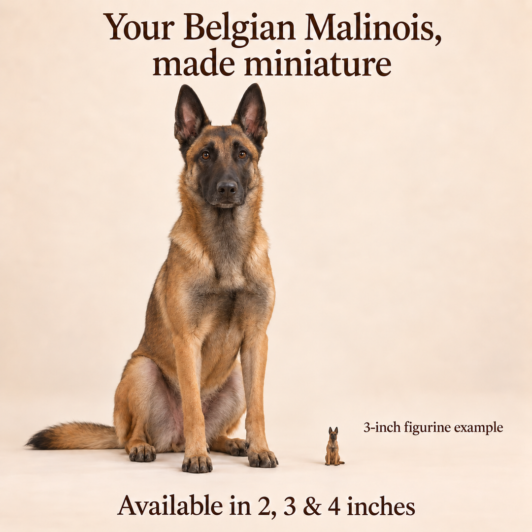 Illustrative Belgian Malinois comparison showing a small 3-inch figurine beside a dog; available in 2, 3 and 4 inches. Dog sizes vary.