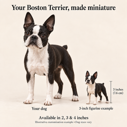 Illustrative Boston Terrier comparison showing a small 3-inch figurine beside a dog; available in 2, 3 and 4 inches. Dog sizes vary.