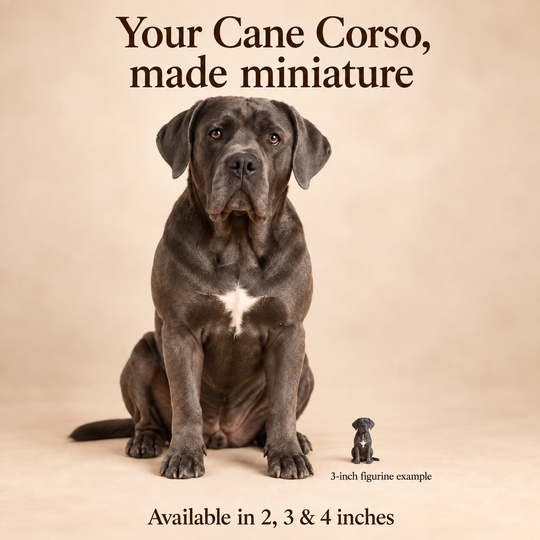 Illustrative Cane Corso comparison showing a small 3-inch figurine beside a dog; available in 2, 3 and 4 inches. Dog sizes vary.