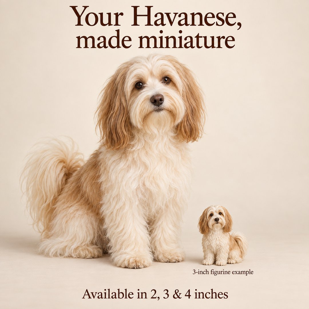 Illustrative Havanese comparison showing a small 3-inch figurine beside a dog; available in 2, 3 and 4 inches. Dog sizes vary.