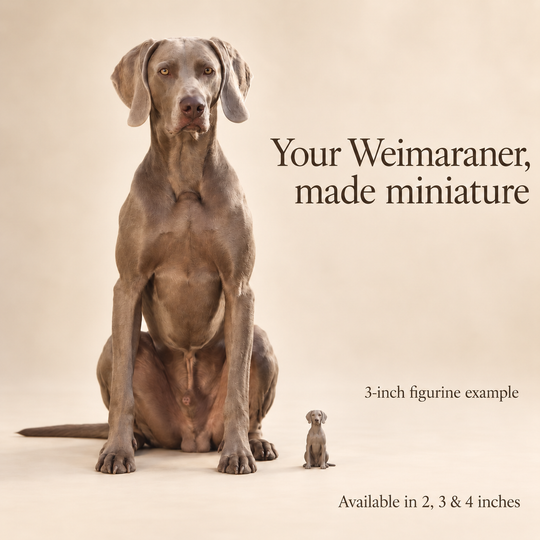 Illustrative Weimaraner comparison showing a small 3-inch figurine beside a dog; available in 2, 3 and 4 inches. Dog sizes vary.